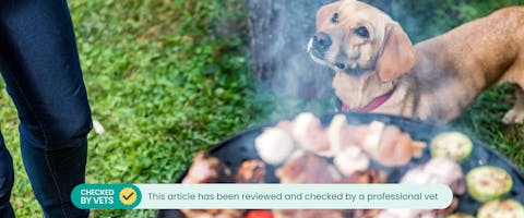 Can dogs hotsell eat bbq chips